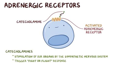 Adrenergic receptors: Video, Anatomy & Definition .